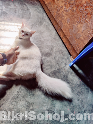 White Female Cat